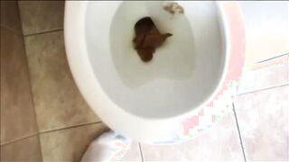Bearded guy takes a shit
