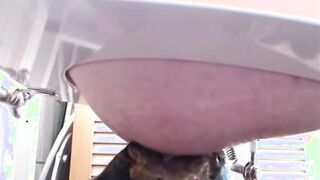 Pig Having fun under rim seat